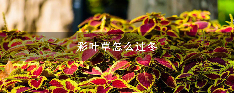 彩叶草怎么过冬