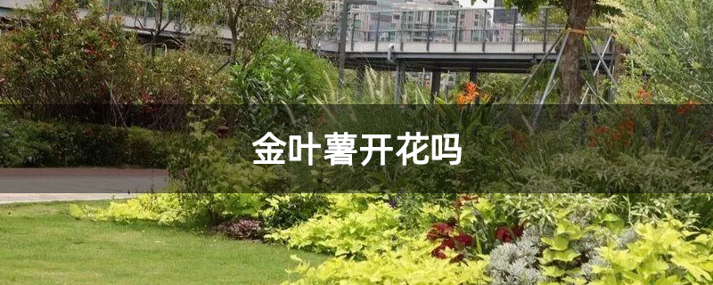 金叶薯开花吗