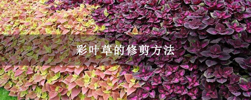 彩叶草的修剪方法