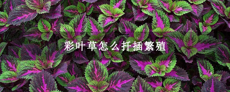 彩叶草怎么扦插繁殖