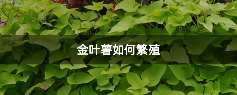 金叶薯如何繁殖