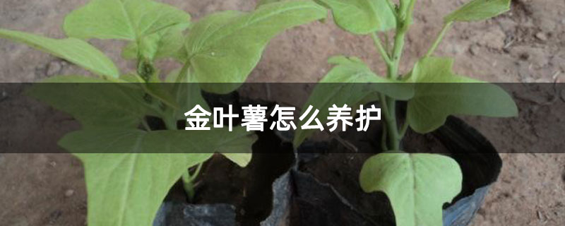 金叶薯怎么养护