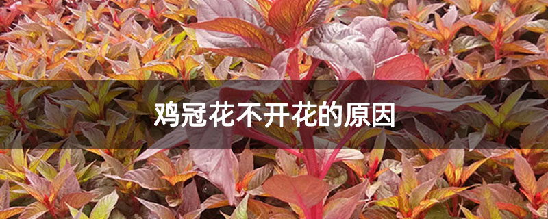 鸡冠花不开花的原因