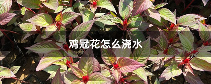 鸡冠花怎么浇水