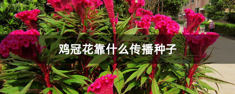 鸡冠花靠什么传播种子
