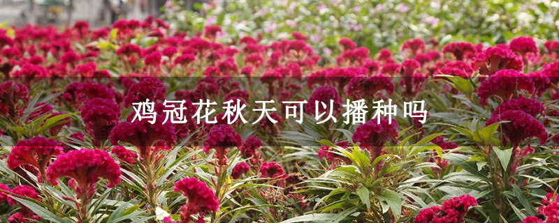 鸡冠花秋天可以播种吗