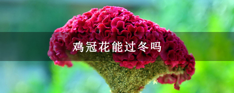 鸡冠花能过冬吗