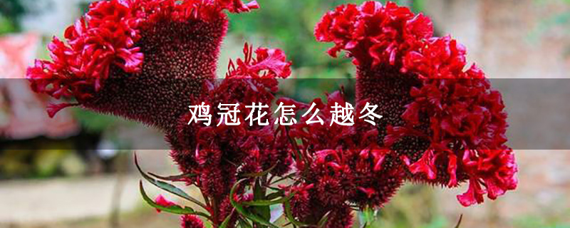 鸡冠花怎么越冬