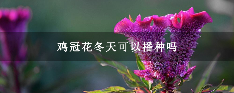 鸡冠花冬天可以播种吗