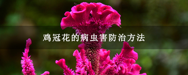 鸡冠花的病虫害防治方法