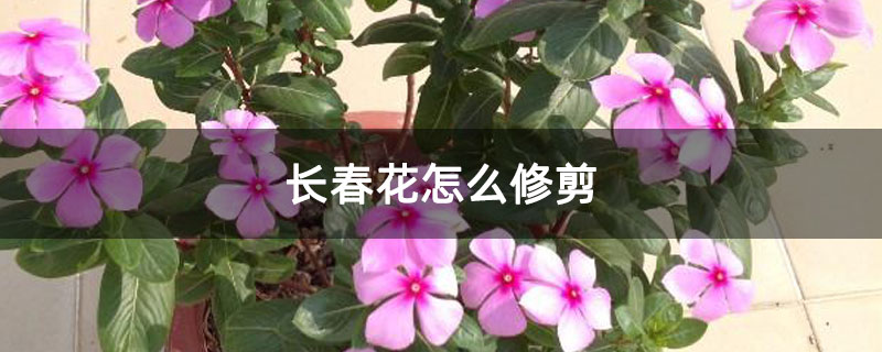 长春花怎么修剪