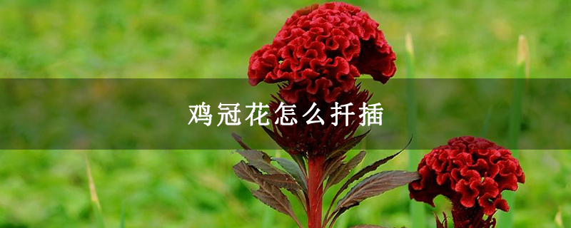 鸡冠花怎么扦插