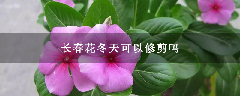 长春花冬天可以修剪吗