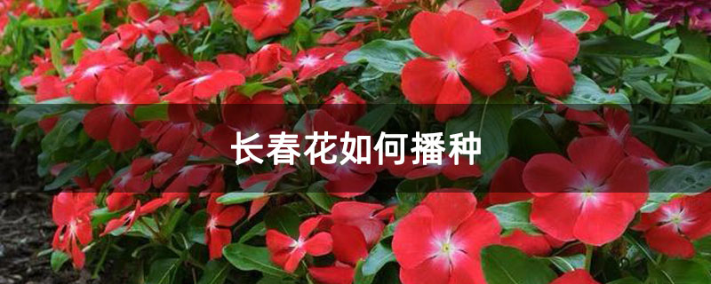 长春花如何播种