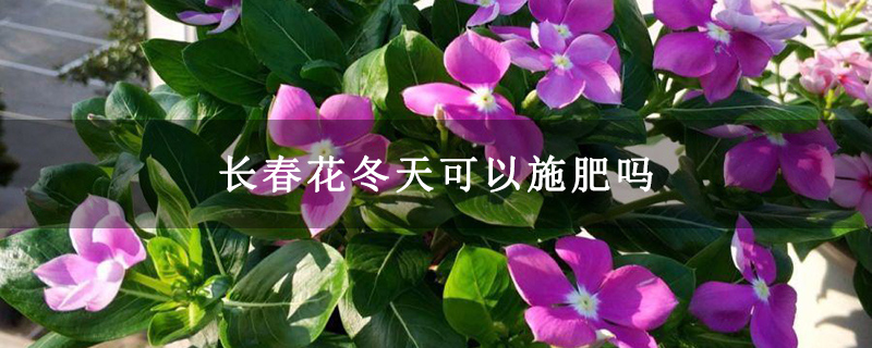 长春花冬天可以施肥吗