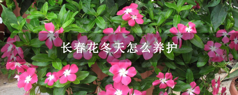 长春花冬天怎么养护