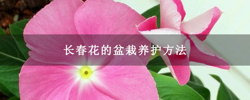 长春花的盆栽养护方法