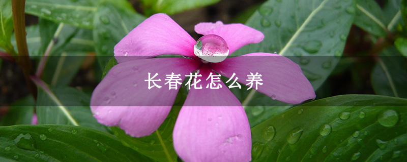 长春花怎么养