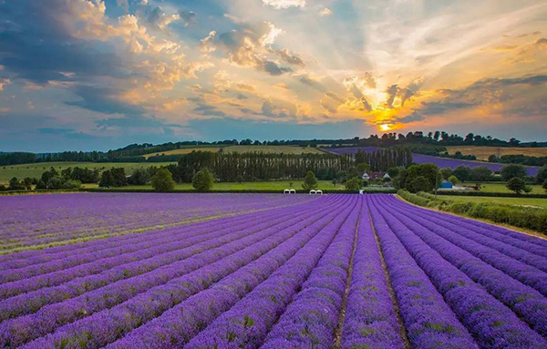 中耕除草