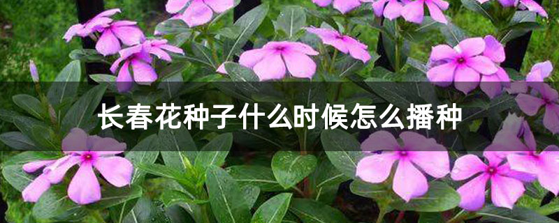 长春花种子什么时候怎么播种