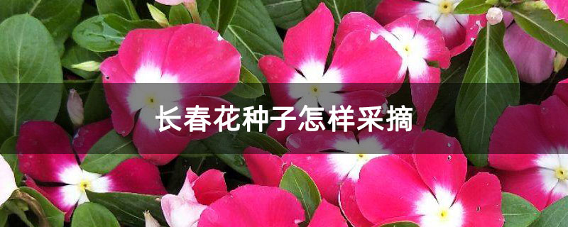 长春花种子怎样采摘