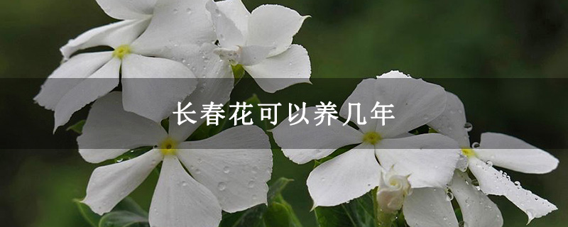 长春花可以养几年