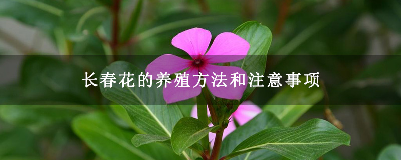 长春花的养殖方法和注意事项