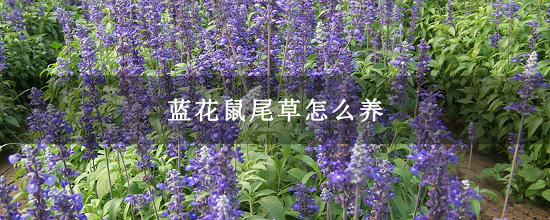 蓝花鼠尾草怎么养