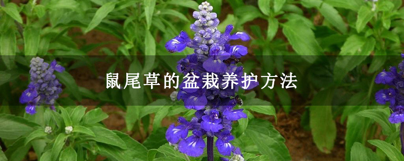 鼠尾草的盆栽养护方法
