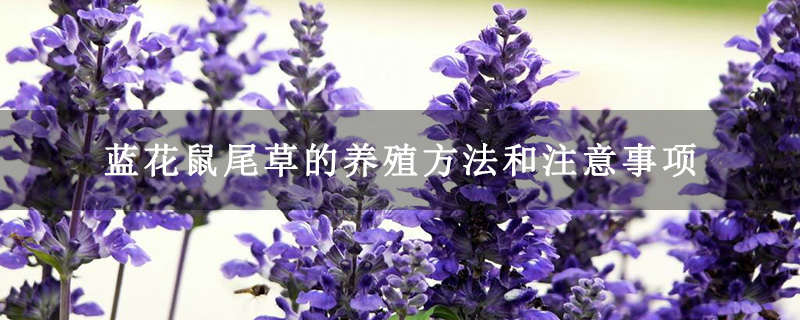蓝花鼠尾草的养殖方法和注意事项