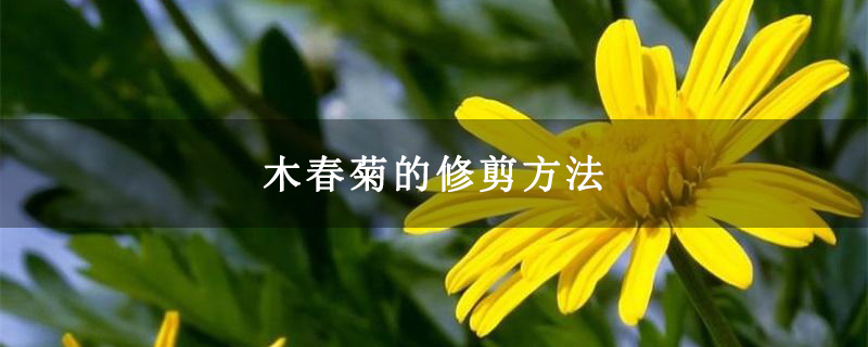 木春菊的修剪方法