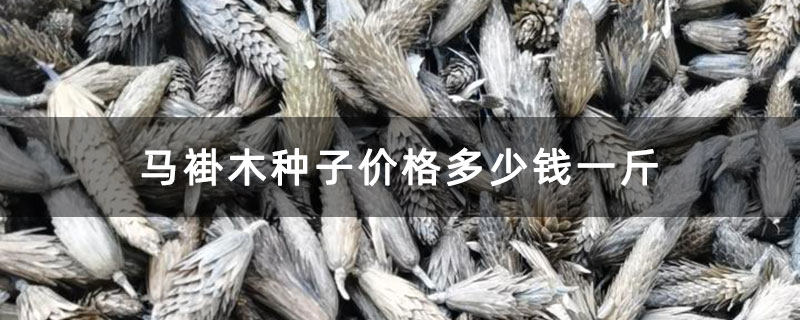 马褂木种子价格多少钱一斤 马褂木种子价格多少钱一斤
