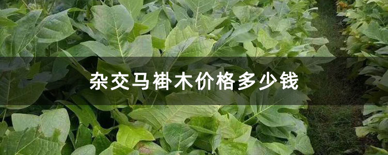 杂交马褂木价格多少钱 杂交马褂木价格多少钱