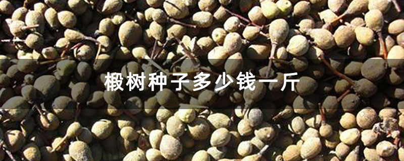 椴树种子多少钱一斤 椴树种子多少钱一斤