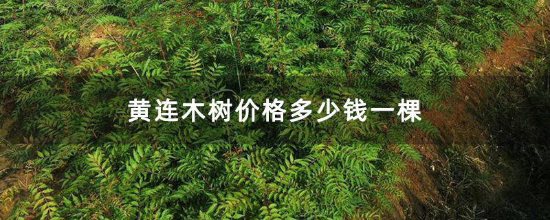 黄连木树价格多少钱一棵