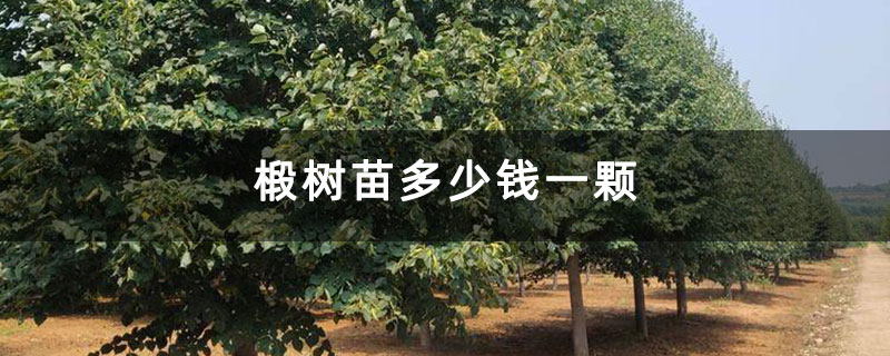 椴树苗多少钱一颗