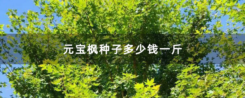 米径8公分元宝枫树苗