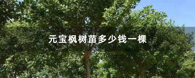 元宝枫树苗多少钱一棵