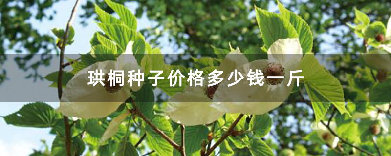 珙桐种子价格多少钱一斤