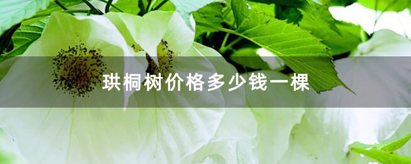 珙桐树价格多少钱一棵