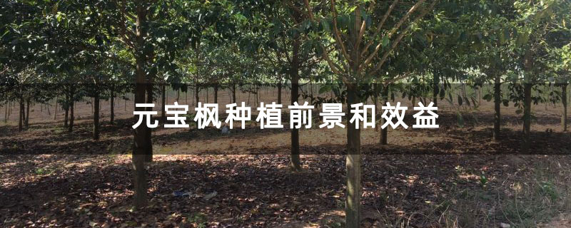 枫香树价格多少钱一颗 枫香树价格多少钱一颗