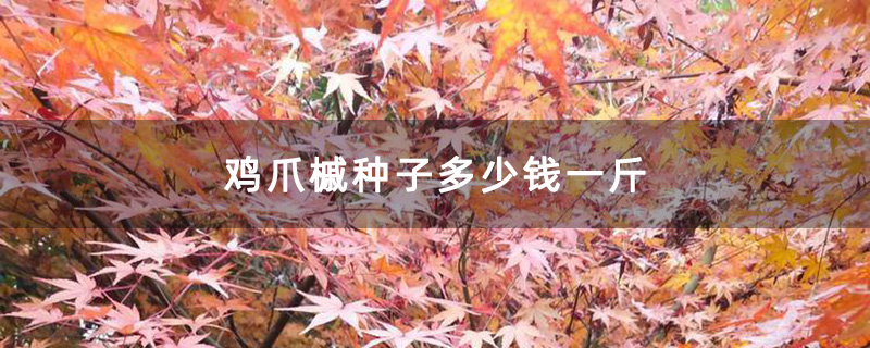 鸡爪槭种子多少钱一斤