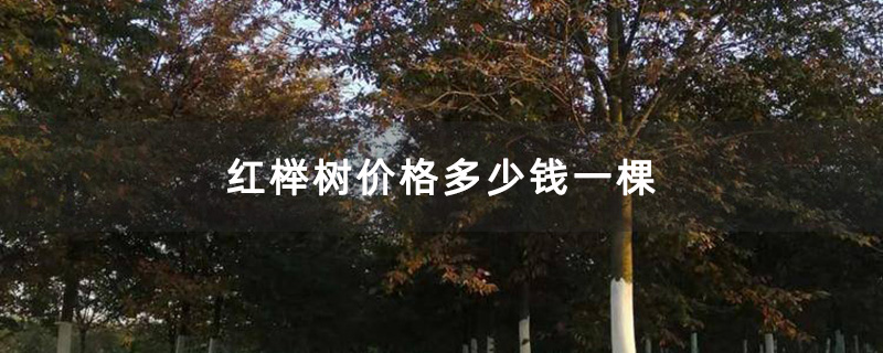 红榉树价格多少钱一棵
