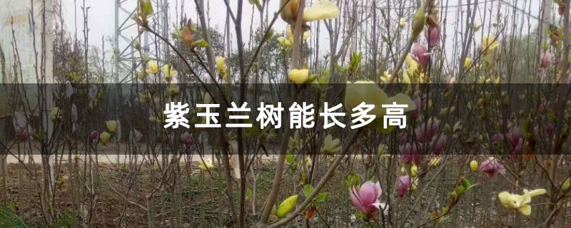 紫玉兰树能长多高