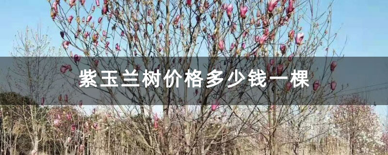 紫玉兰树价格多少钱一棵