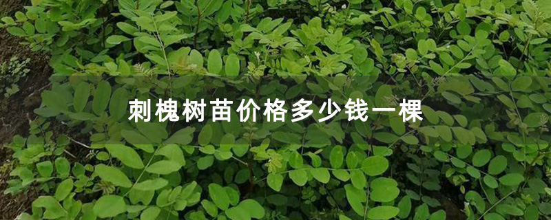 刺槐小苗