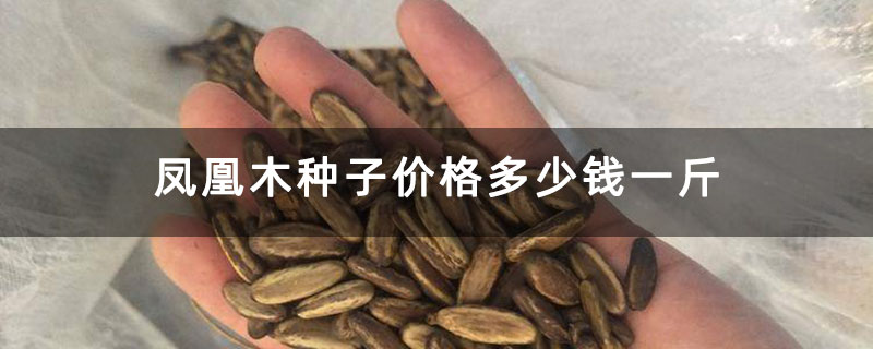 凤凰木种子价格多少钱一斤 凤凰木种子价格多少钱一斤