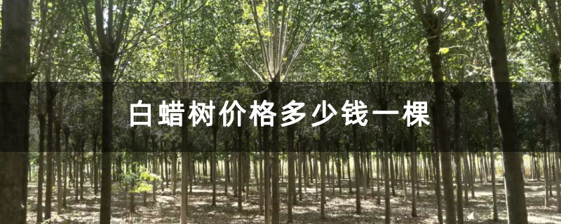白蜡树价格多少钱一棵