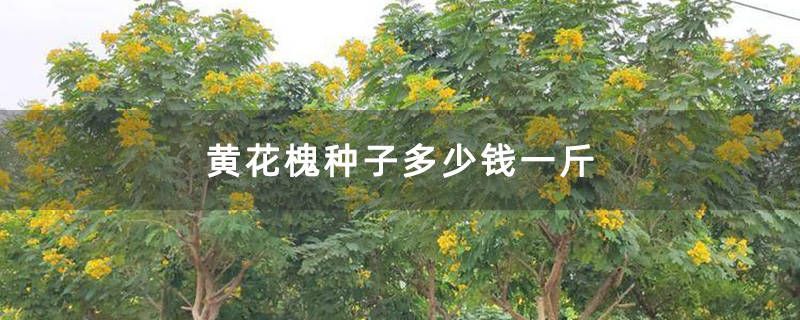 米径8公分黄花槐树苗