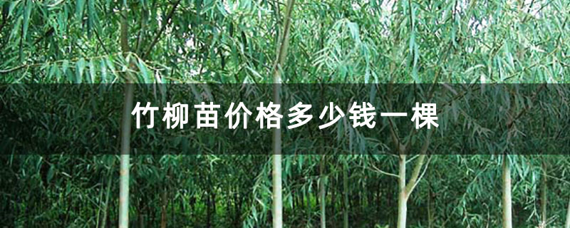 竹柳苗价格多少钱一棵
